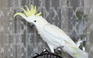 Сколько стоит попугай какаду