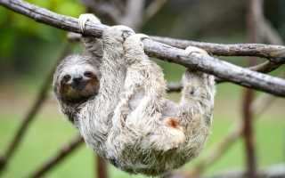Ленивец – самый медлительный зверь