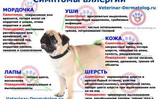 Как самостоятельно диагностировать пищевую аллергию у собаки и снять симптомы болезни? Полезные советы и рекомендации
