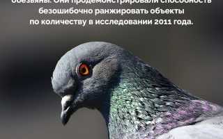 Факты о голубях