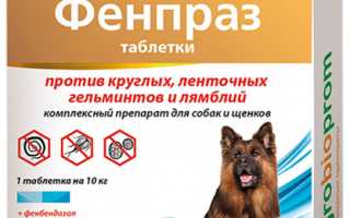 Фенпраз таблетки и суспензия для собак: подробная инструкция по применению и рекомендации ветеринаров