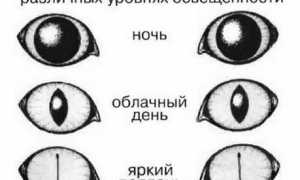 Как видят кошки