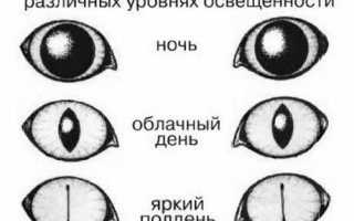 Как видят кошки