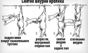 Выделка шкур кролика в домашних условиях