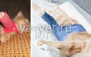 Ушиб лапы у кота лечение