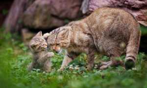 Европейский лесной кот