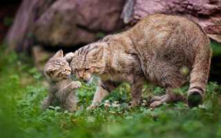 Европейский лесной кот