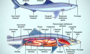 Акулы