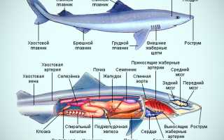 Акулы
