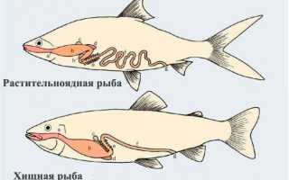 Как правильно кормить своих аквариумных рыбок