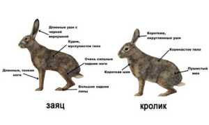 Чем отличается кролик от зайца