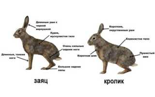 Чем отличается кролик от зайца