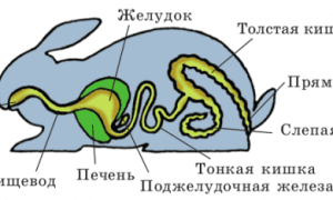 Запор у кролика декоративного