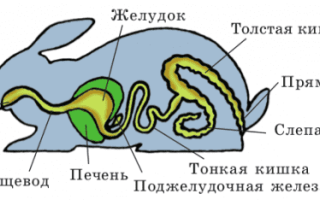 Запор у кролика декоративного