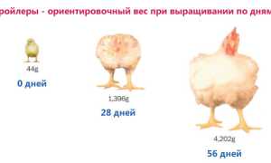 Выращивание бройлеров в домашних условиях