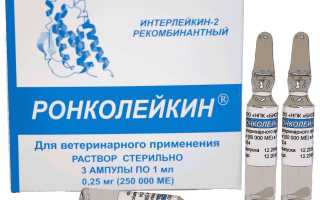 Правила применения Ронколейкина для собак в домашних условиях: советы и рекомендации