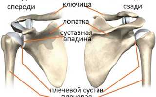 Передняя конечность лошади