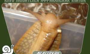 Как содержать и выращивать яйца улитки ахатин