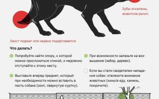 Как выявить у собаки бешенство и как обезопасить своего любимца от этой страшной болезни для здоровья?