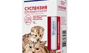 У кошки ленточные глисты чем лечить