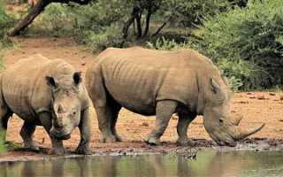 Мир носорогов