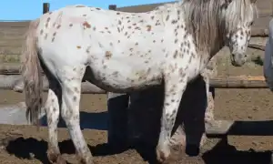 Забайкальская порода лошадей