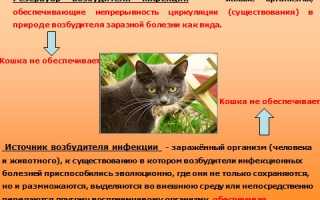 Спирохеты у кошек лечение