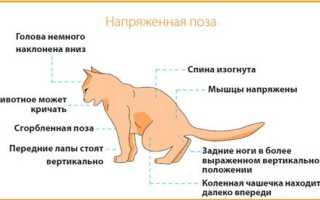 Инфекционные болезни кошек симптомы и лечение
