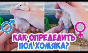 Как определить пол джунгарского хомячка