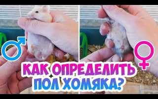 Как определить пол джунгарского хомячка