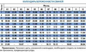 Как проходят роды домашней свиньи