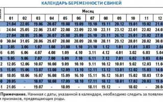 Как проходят роды домашней свиньи