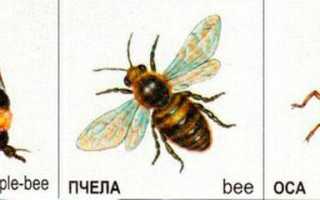 Отличия шмеля от пчелы и осы