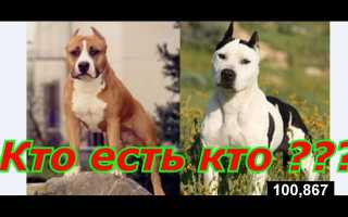 Как отличить стаффордширского терьера от питбуля? Полезные советы для владельцев
