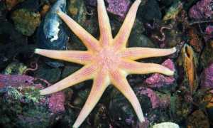 Виды морских звезд