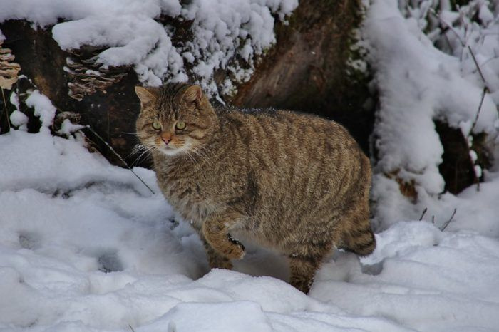 Лесная кошка зимой