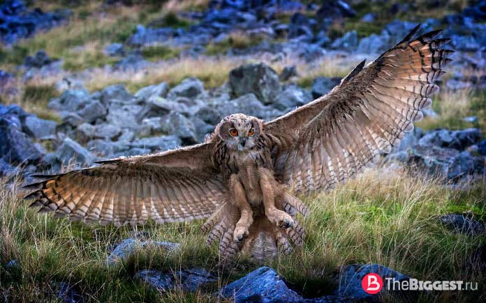 Евразийский филин / Bubo bubo