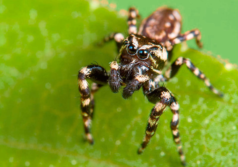 Конный паук Salticidae