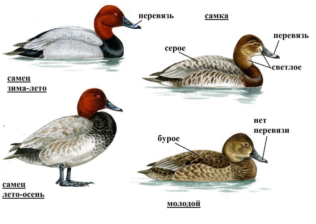 Красноголовый нырок из Красной Книги