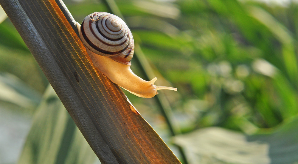 Улитка Caracolus 