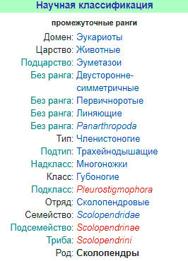 Сколопендры: класс, вид, род, отряд