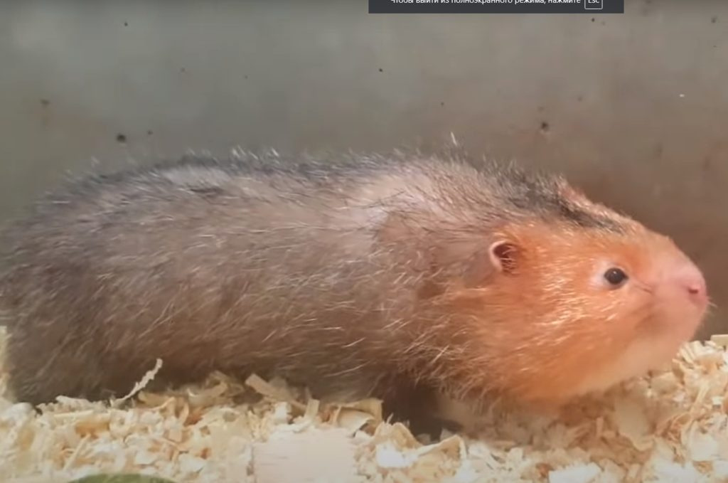 Бамбуковая крыса