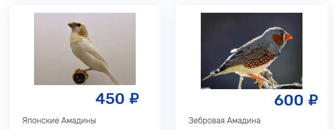 Зебровые амадины