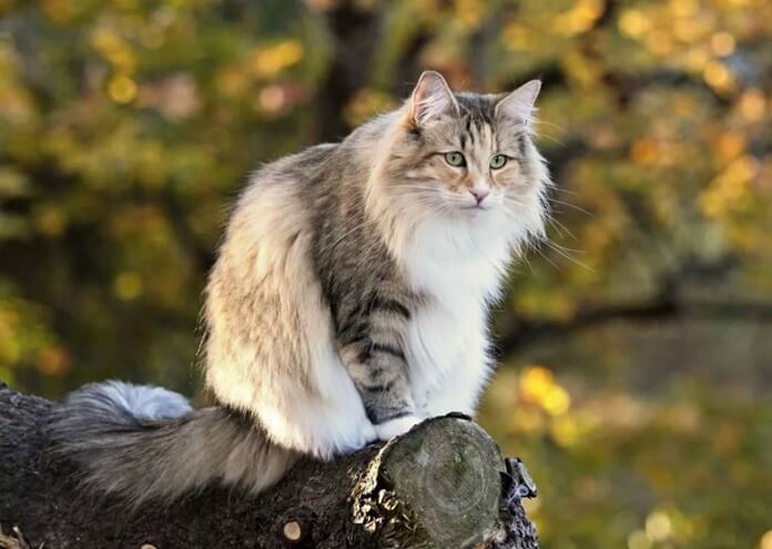 Норвежская лесная кошка