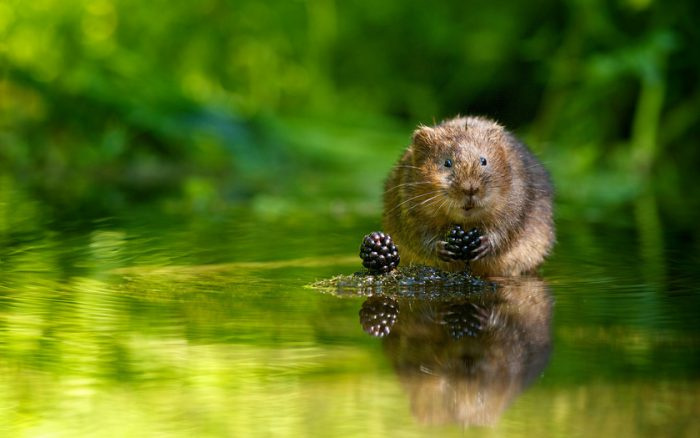 Фотоописание водяной полевки