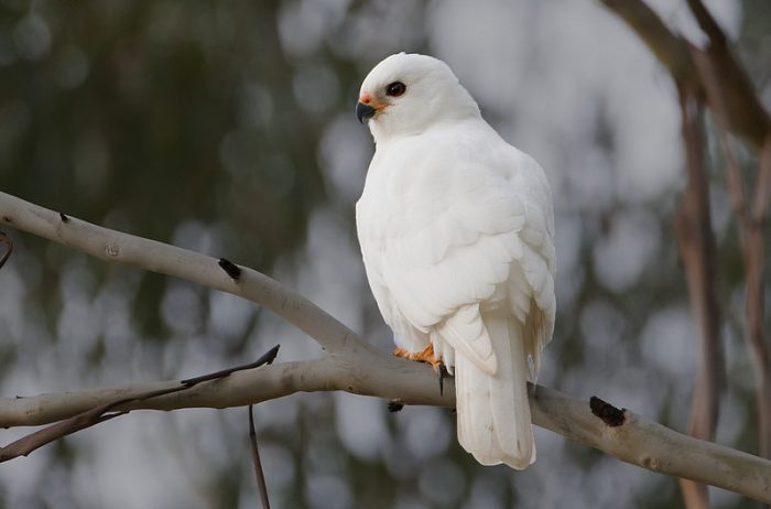 Малый белохвостый ястреб (Accipiter novaehollandiae) фото. 