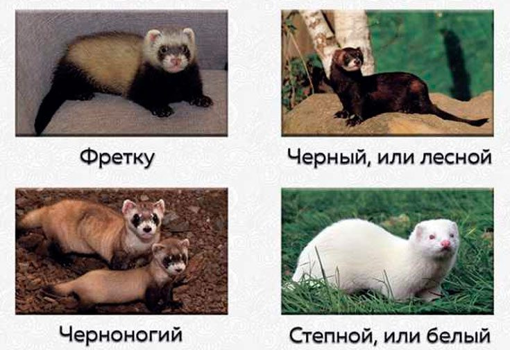 Виды хорьков