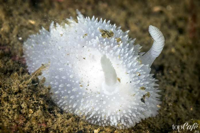 Acanthodoris pilosa - список фантастических морских моллюсков
