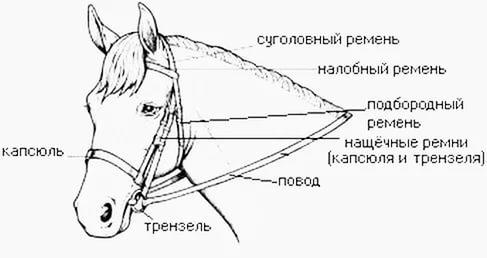 уздечка для лошади 