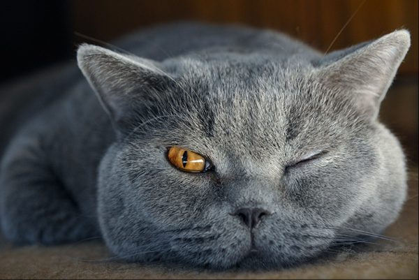 Морда британской кошки